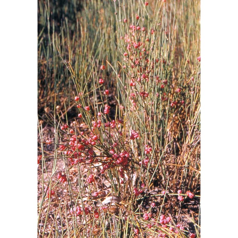 ephedra distachya l.