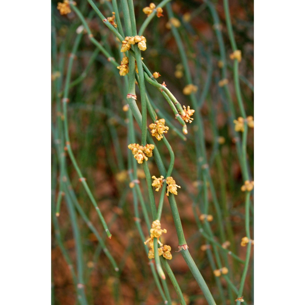 ephedra foeminea forssk.