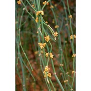 ephedra foeminea forssk.