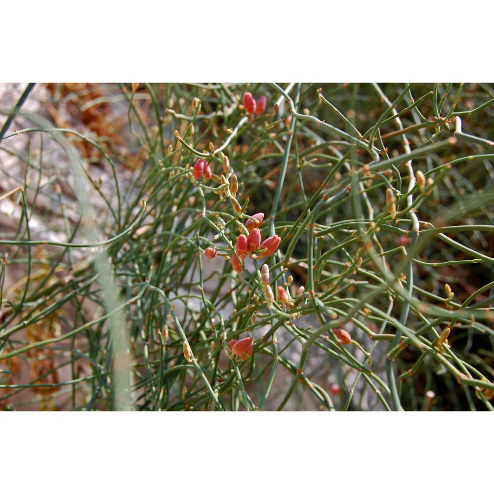 ephedra foeminea forssk.