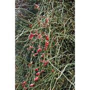 ephedra foeminea forssk.