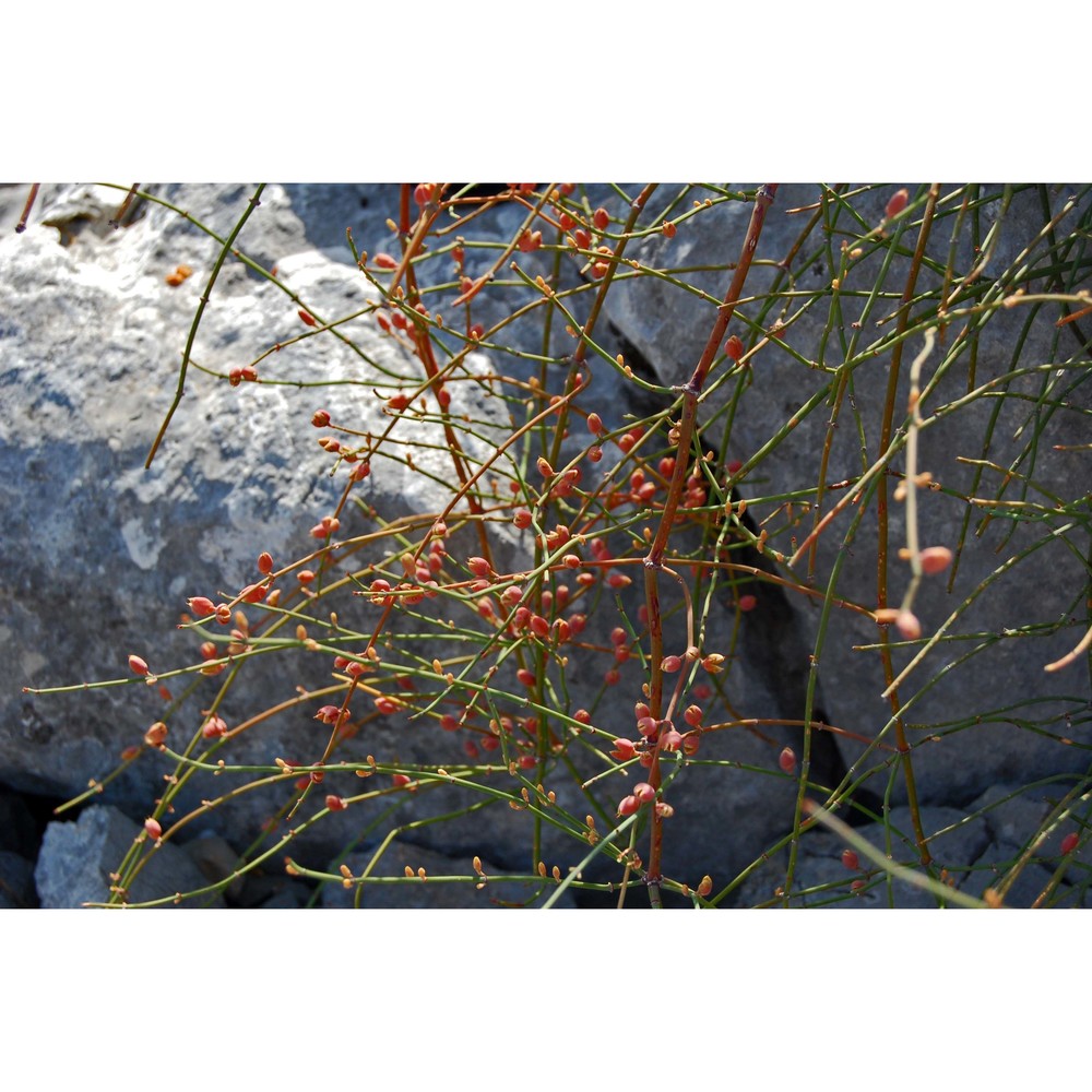 ephedra foeminea forssk.