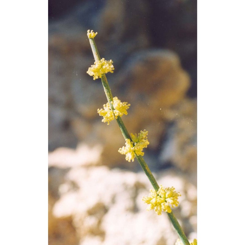 ephedra fragilis desf.