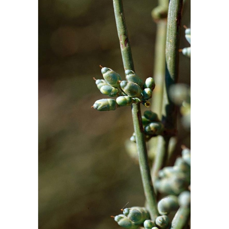 ephedra fragilis desf.