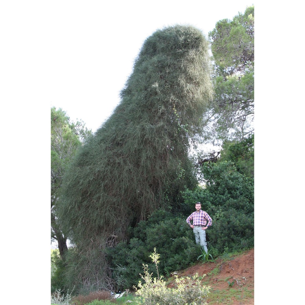 ephedra fragilis desf.