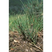 ephedra helvetica c. a. mey.