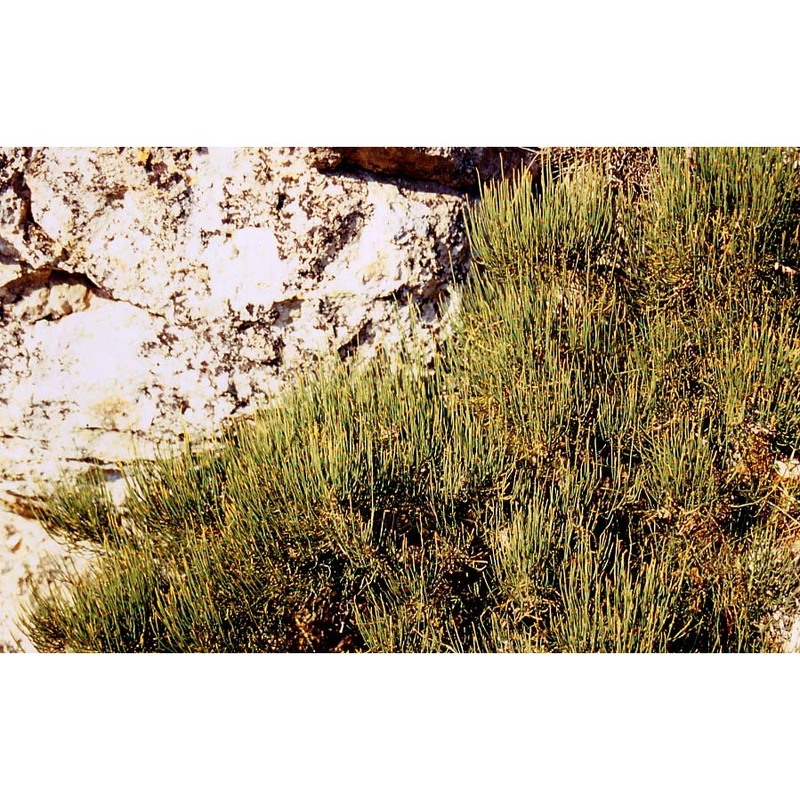 ephedra nebrodensis tineo in guss.