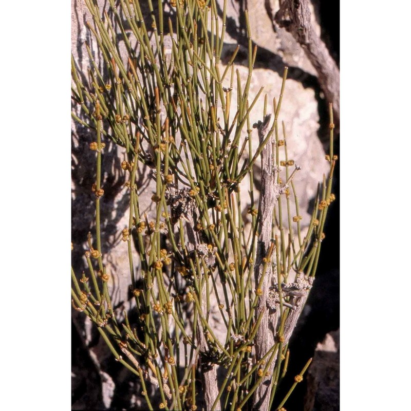 ephedra nebrodensis tineo in guss.