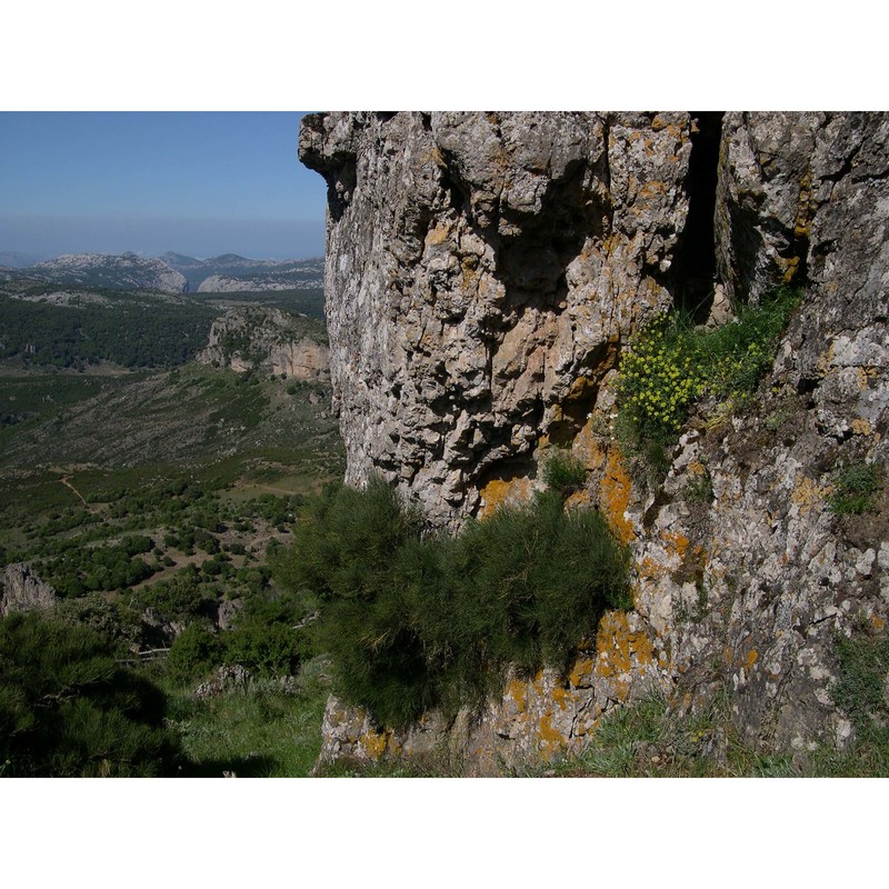 ephedra nebrodensis tineo in guss.