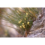 ephedra negrii nouviant
