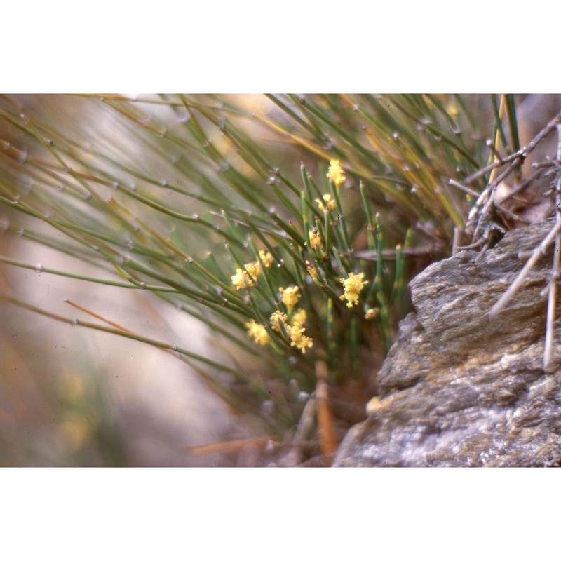 ephedra negrii nouviant