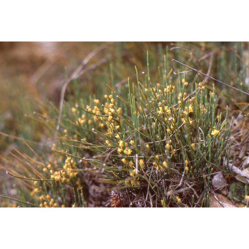 ephedra negrii nouviant