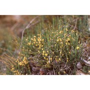 ephedra negrii nouviant