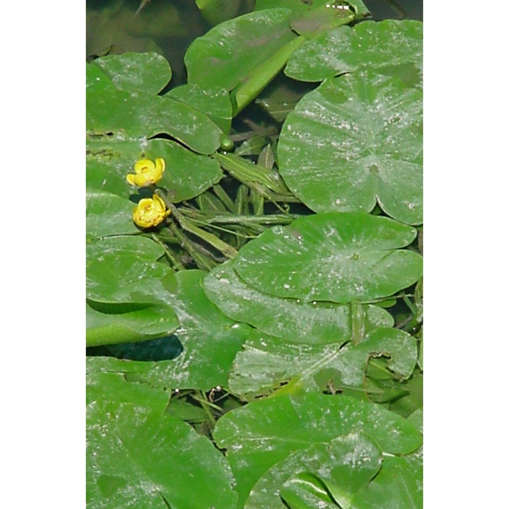 nuphar lutea (l.) sm.