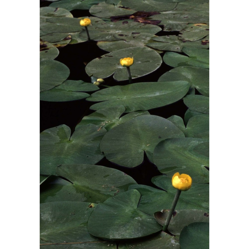 nuphar lutea (l.) sm.