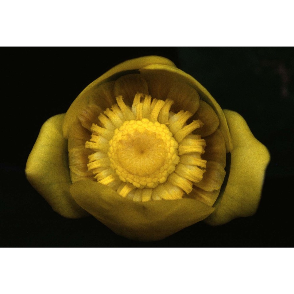 nuphar lutea (l.) sm.