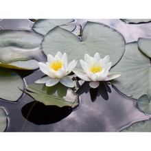 nymphaea alba l.