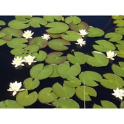 nymphaea alba l.