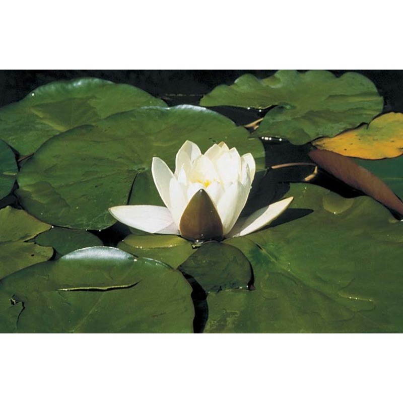 nymphaea alba l.