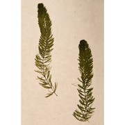 ceratophyllum demersum l.