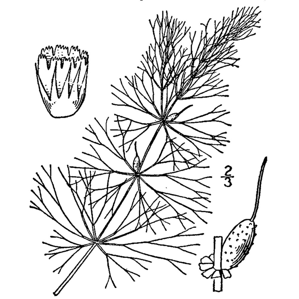 ceratophyllum submersum l.