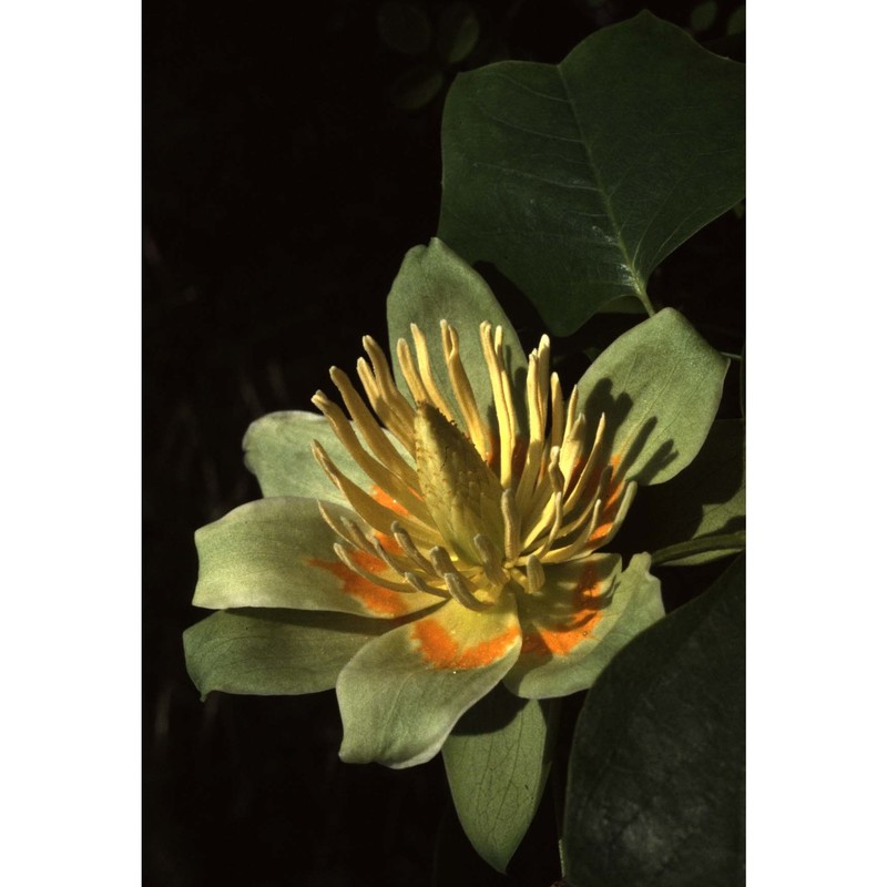 liriodendron tulipifera l.