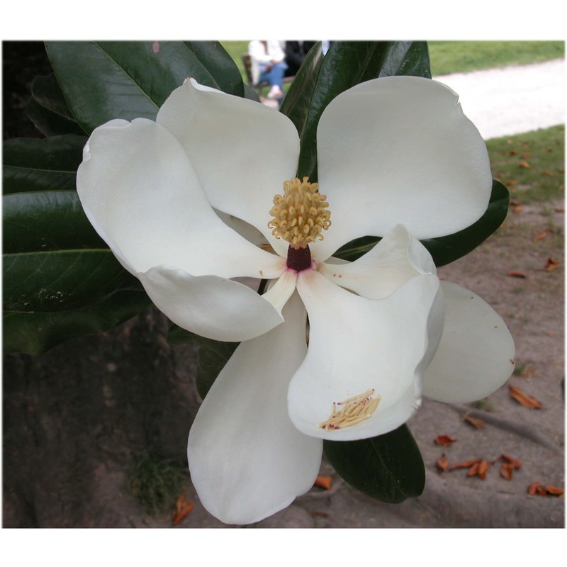 magnolia grandiflora l.