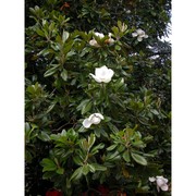 magnolia grandiflora l.