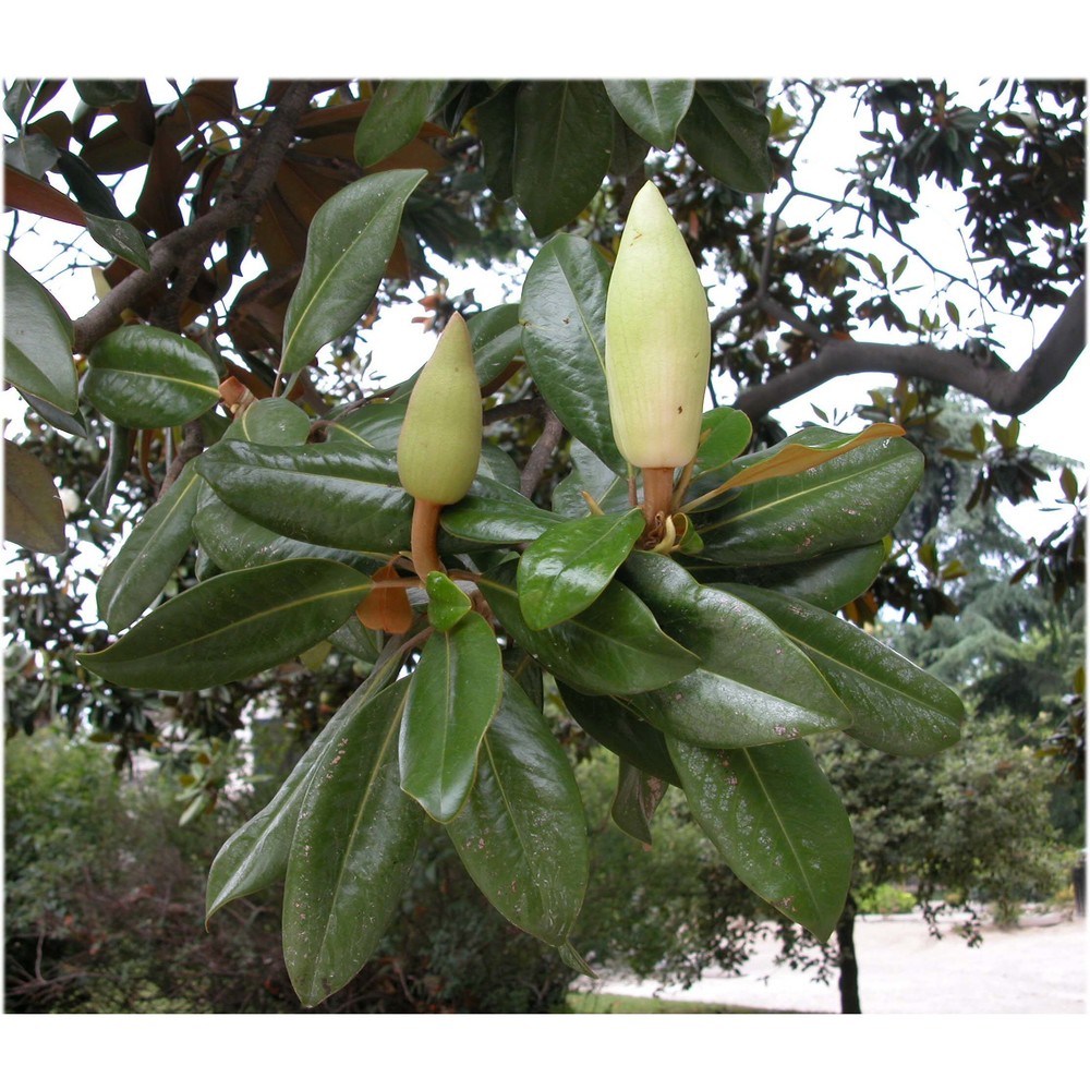 magnolia grandiflora l.