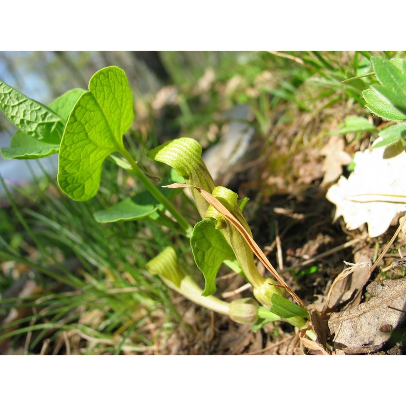 aristolochia clusii lojac.