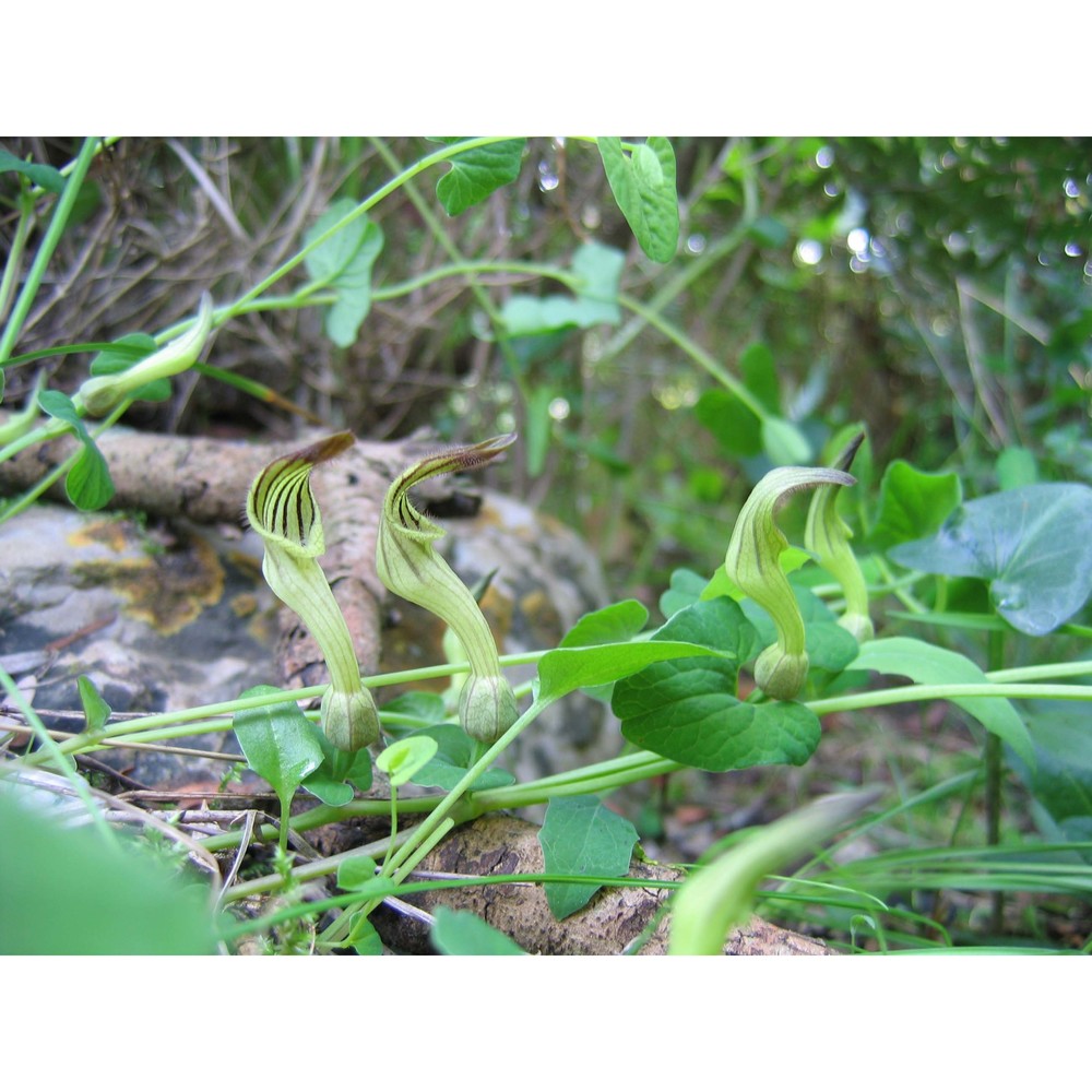 aristolochia clusii lojac.