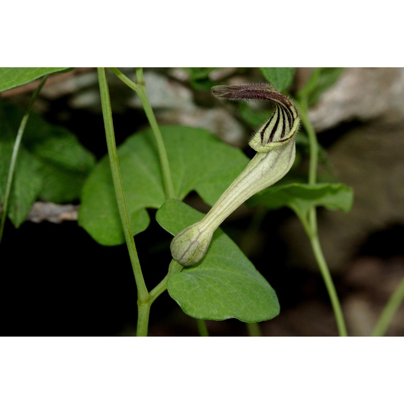 aristolochia clusii lojac.