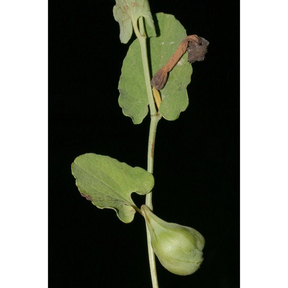 aristolochia clusii lojac.