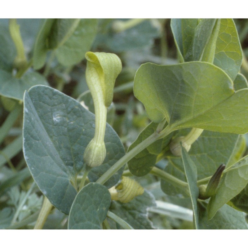 aristolochia lutea desf.