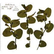 aristolochia lutea desf.