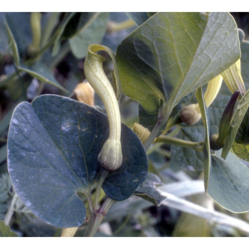 aristolochia lutea desf.