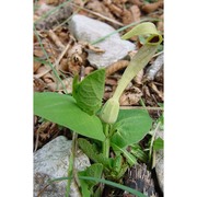 aristolochia lutea desf.