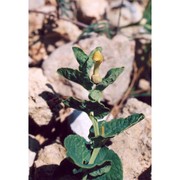 aristolochia navicularis e. nardi