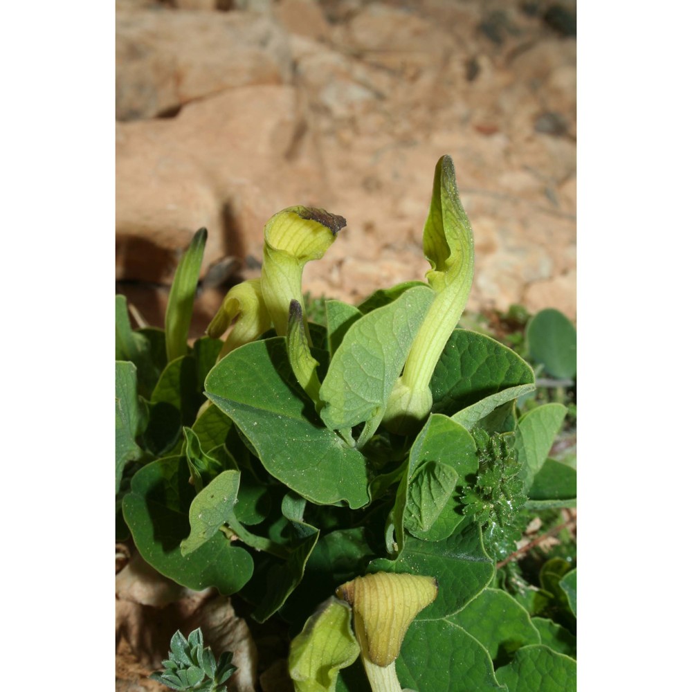 aristolochia navicularis e. nardi