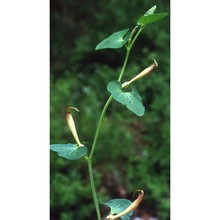 aristolochia pallida willd.