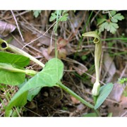 aristolochia pallida willd.