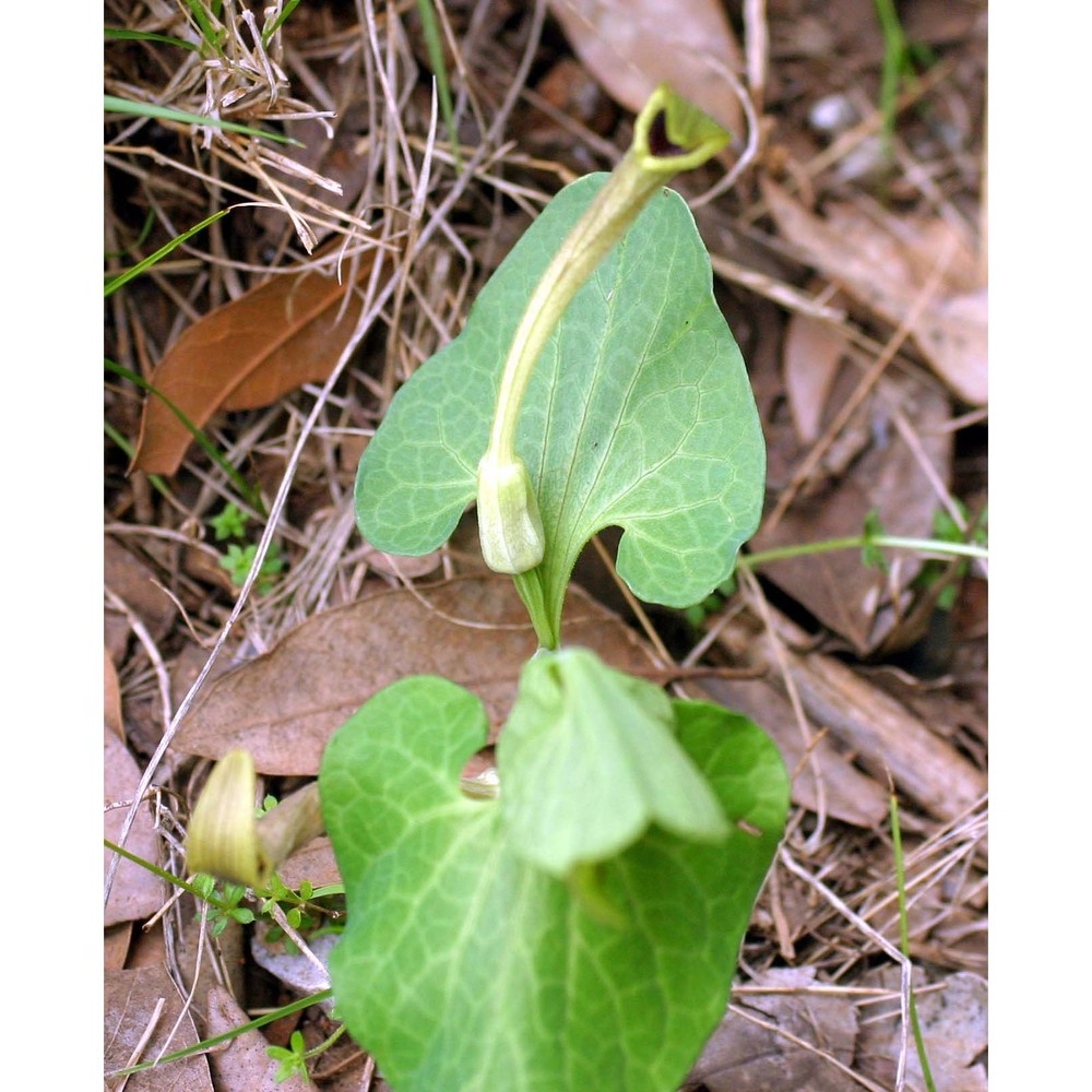 aristolochia pallida willd.