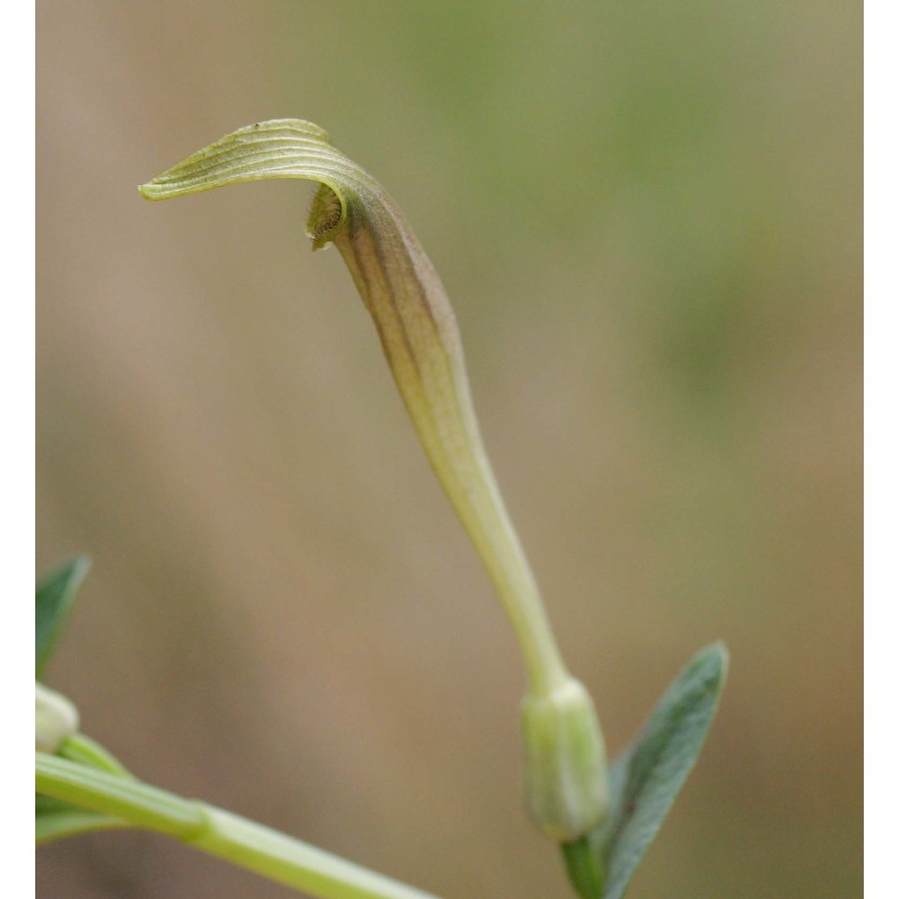 aristolochia pallida willd.