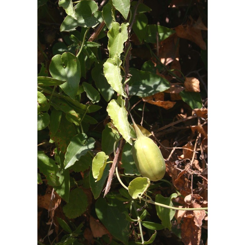 aristolochia sempervirens l.