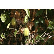 aristolochia sempervirens l.