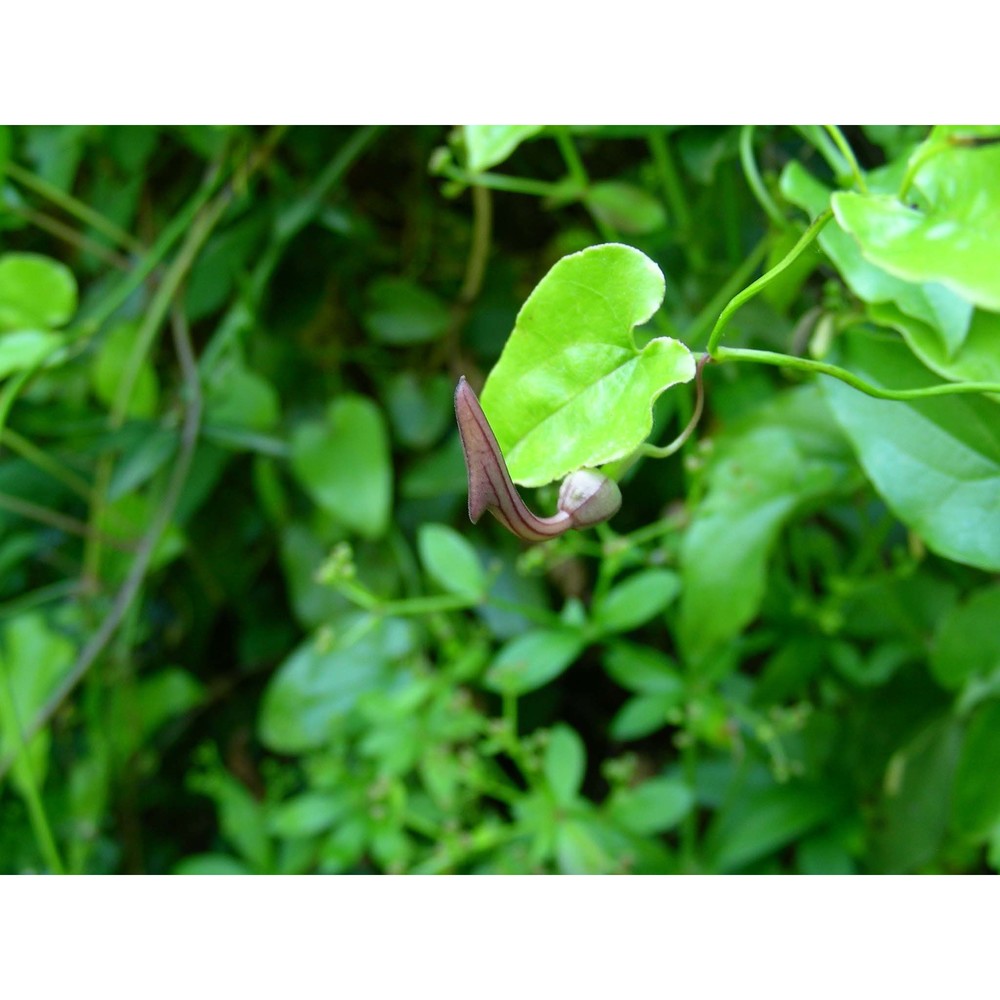 aristolochia sempervirens l.