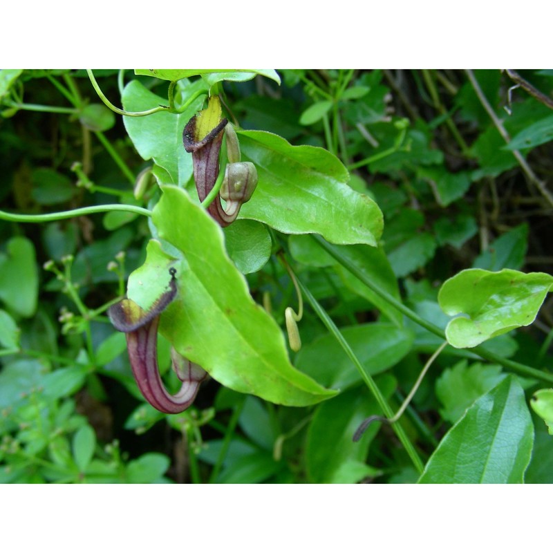 aristolochia sempervirens l.