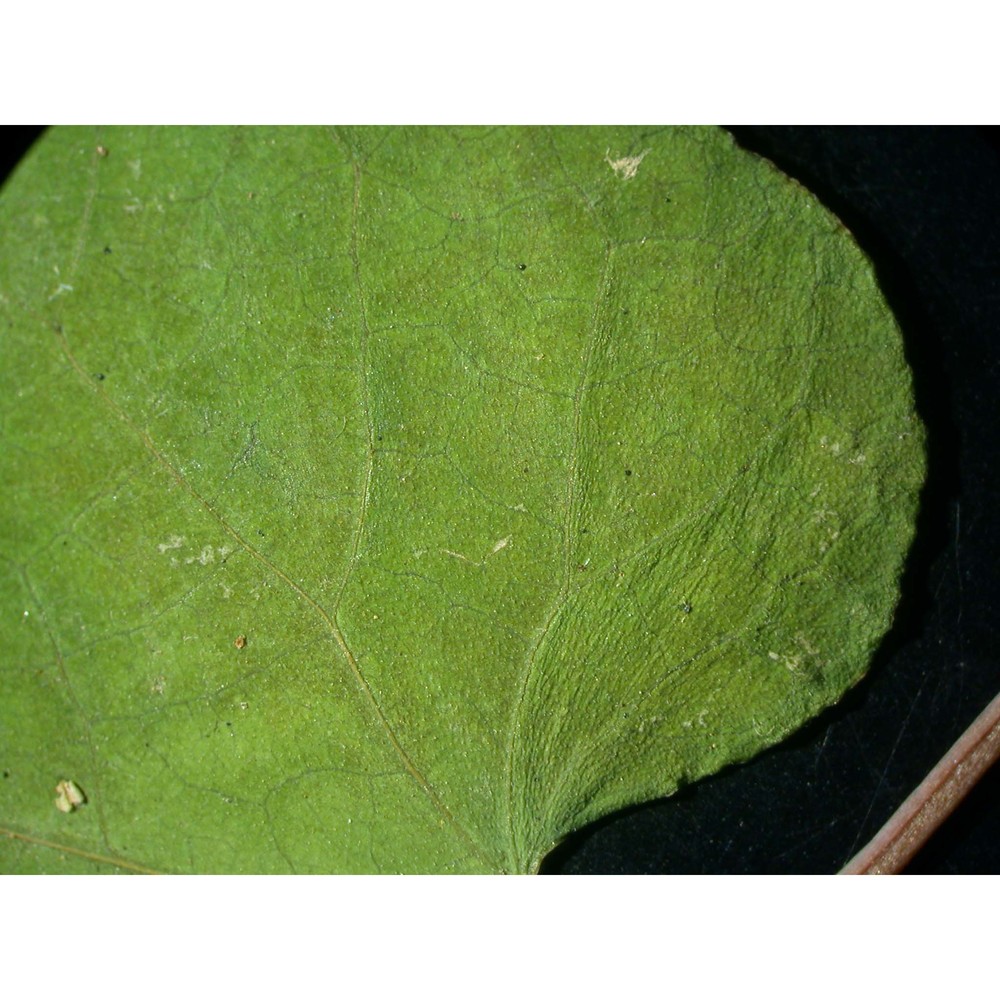 aristolochia sicula tineo