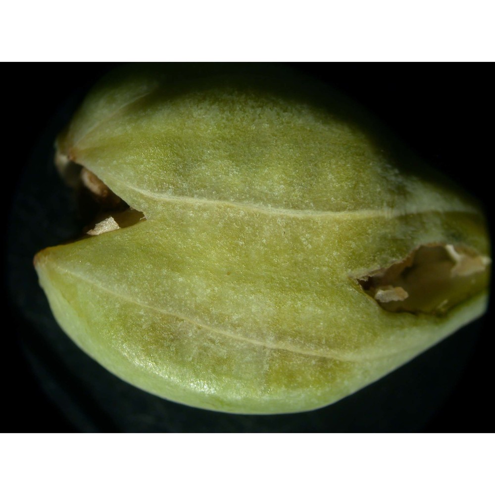 aristolochia sicula tineo