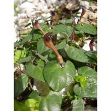 aristolochia tyrrhena e. nardi et arrigoni